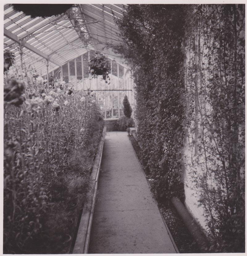 Inside Haigh Hall greenhouse