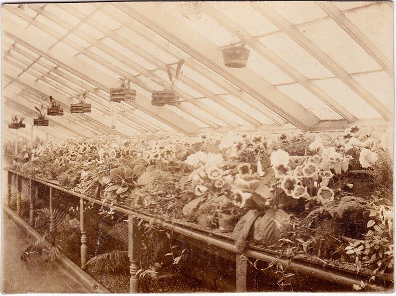 Inside Haigh Hall greenhouse