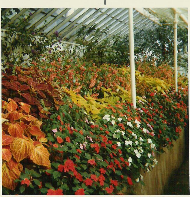 Haigh Hall Greenhouse interior, Sept 1971.