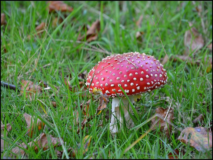 Amantia Muscaria mushroom