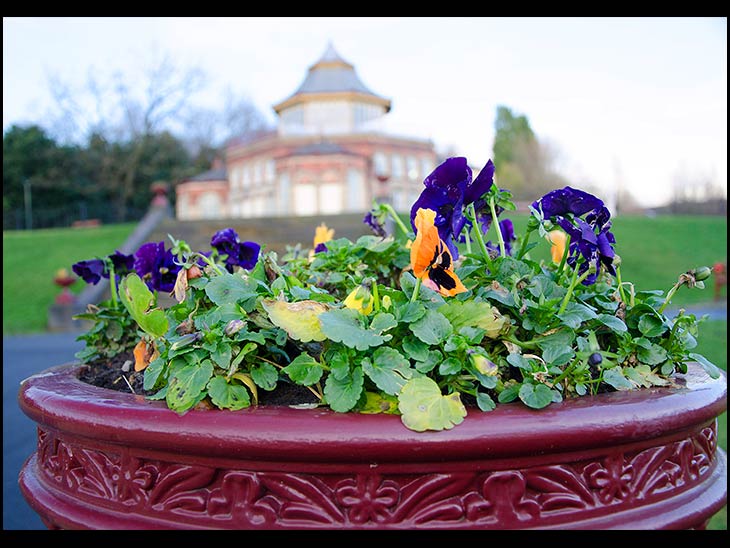Pansy in the park