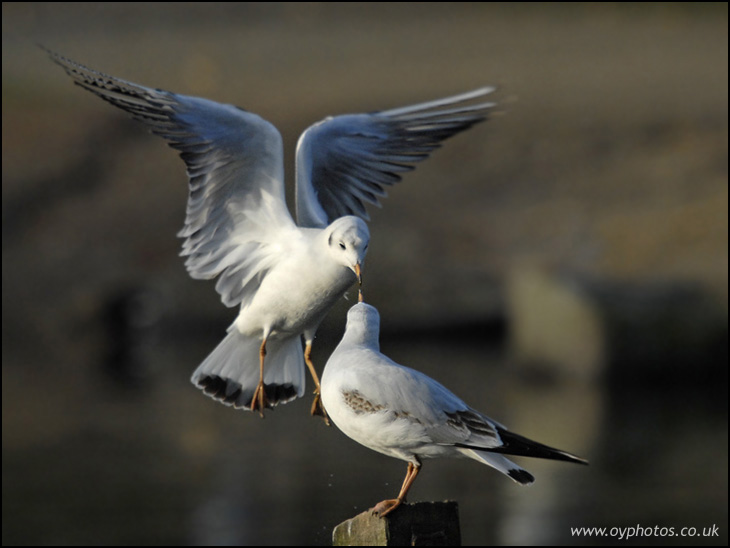 Kissing Gulls