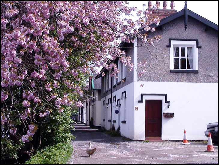 Cherry  blossom and a duck
