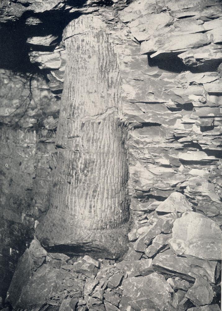 Fossil Tree Fossil Tree