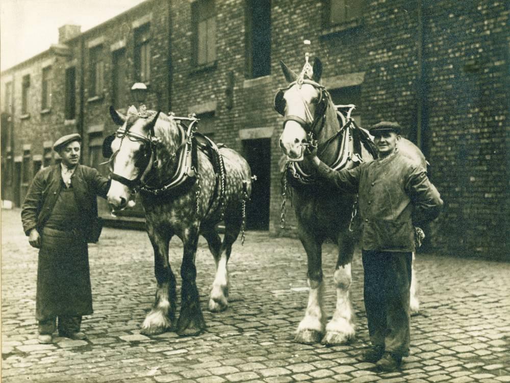 Cleansing Dept horses Cleansing Dept horses