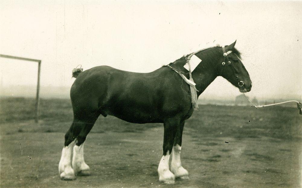 Cleansing Dept horse Cleansing Dept horse