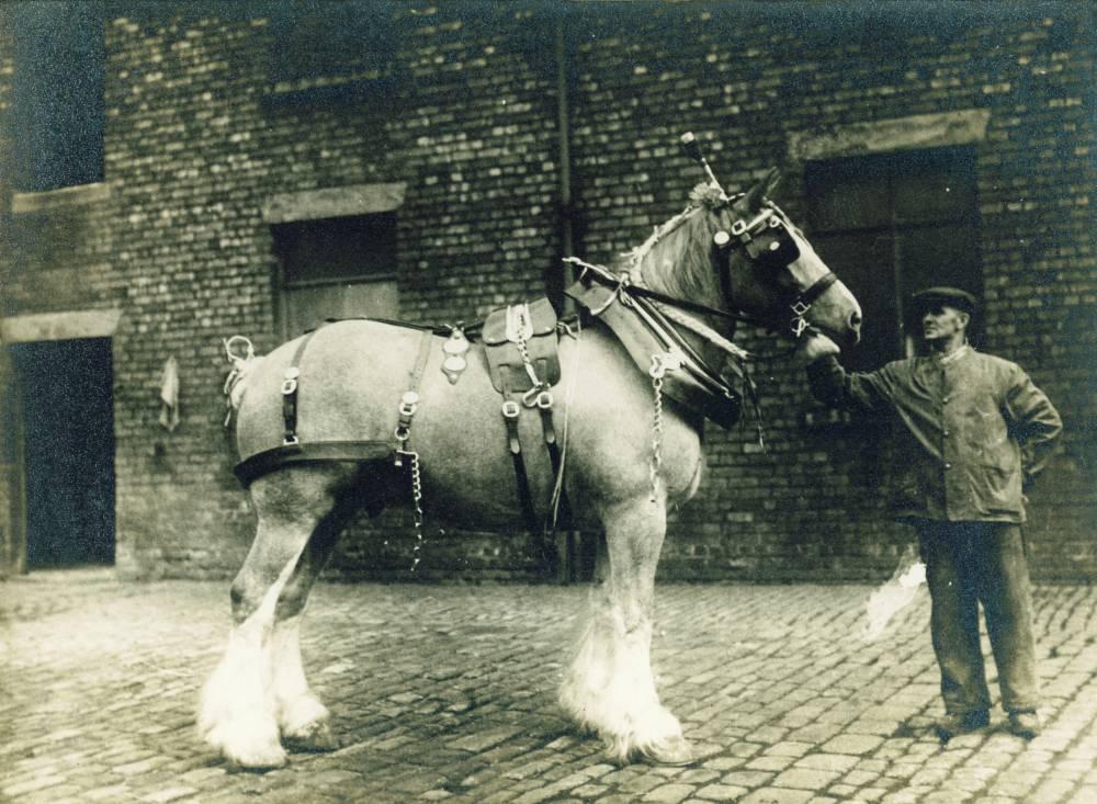 Cleansing Dept horse Cleansing Dept horse