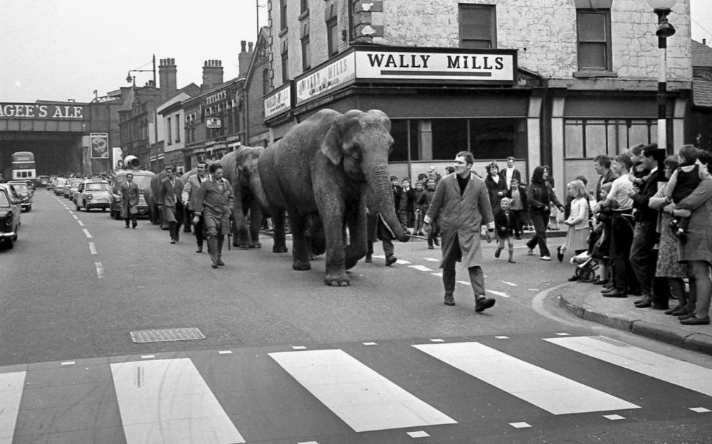 Circus Elephants 