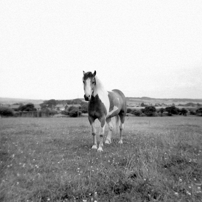 Friendly Quadruped 1963