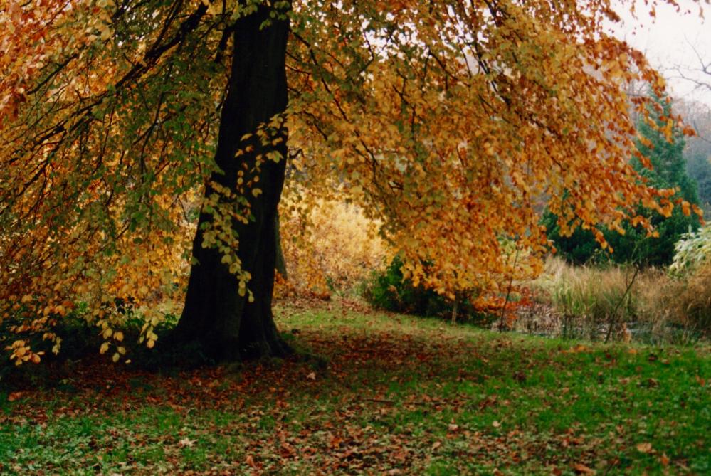 Autumn in the plantations 3 Autumn in the plantations 3