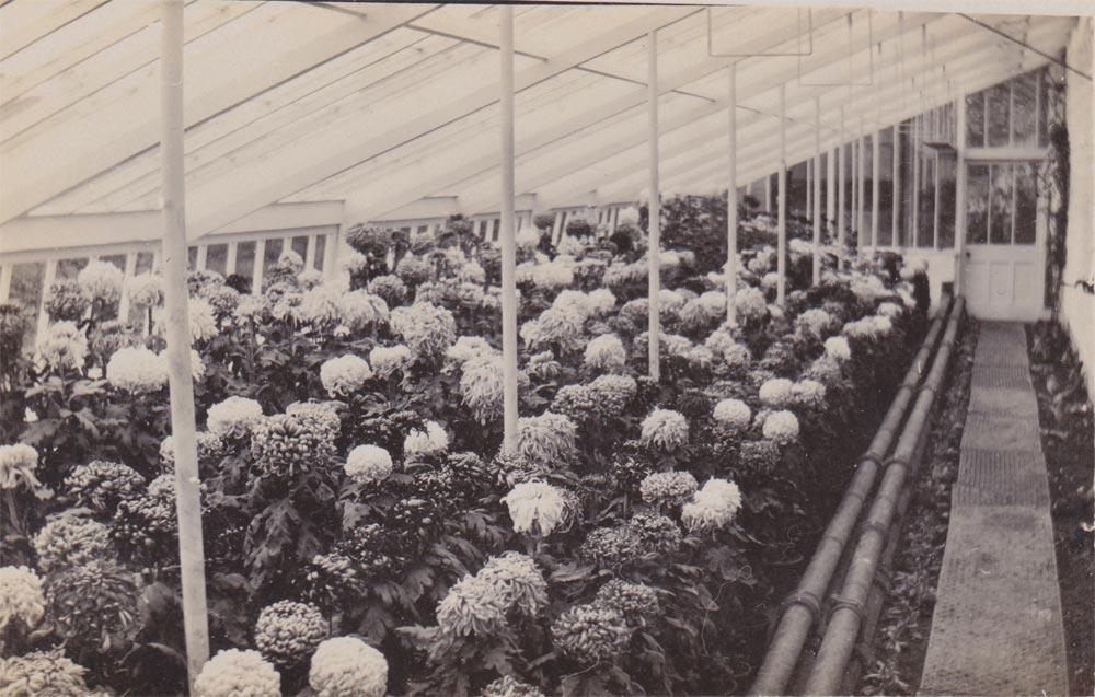 Inside Haigh Hall greenhouse