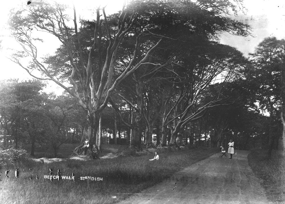 Beech Walk, Standish Beech Walk, Standish
