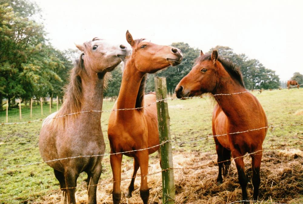 Three Friends. November 1987