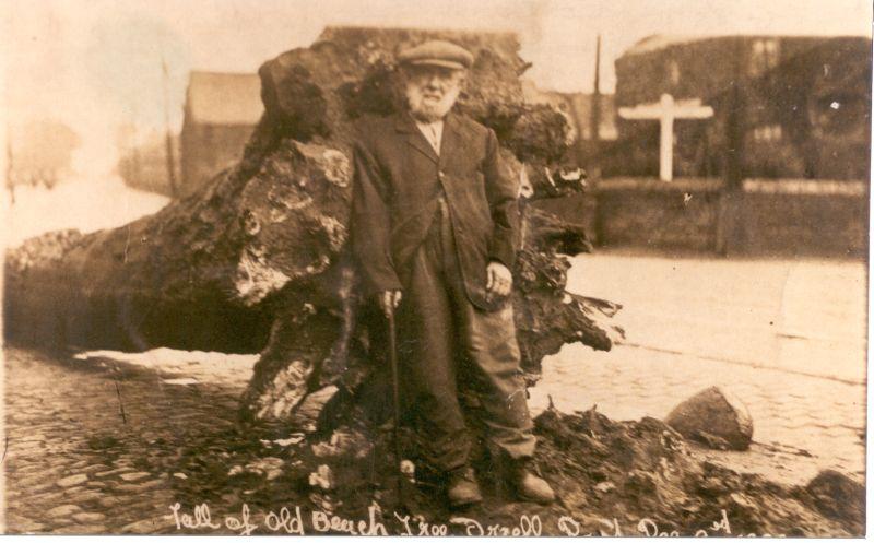 Fall of the Beech Tree. 1920. Fall of the Beech Tree. 1920.