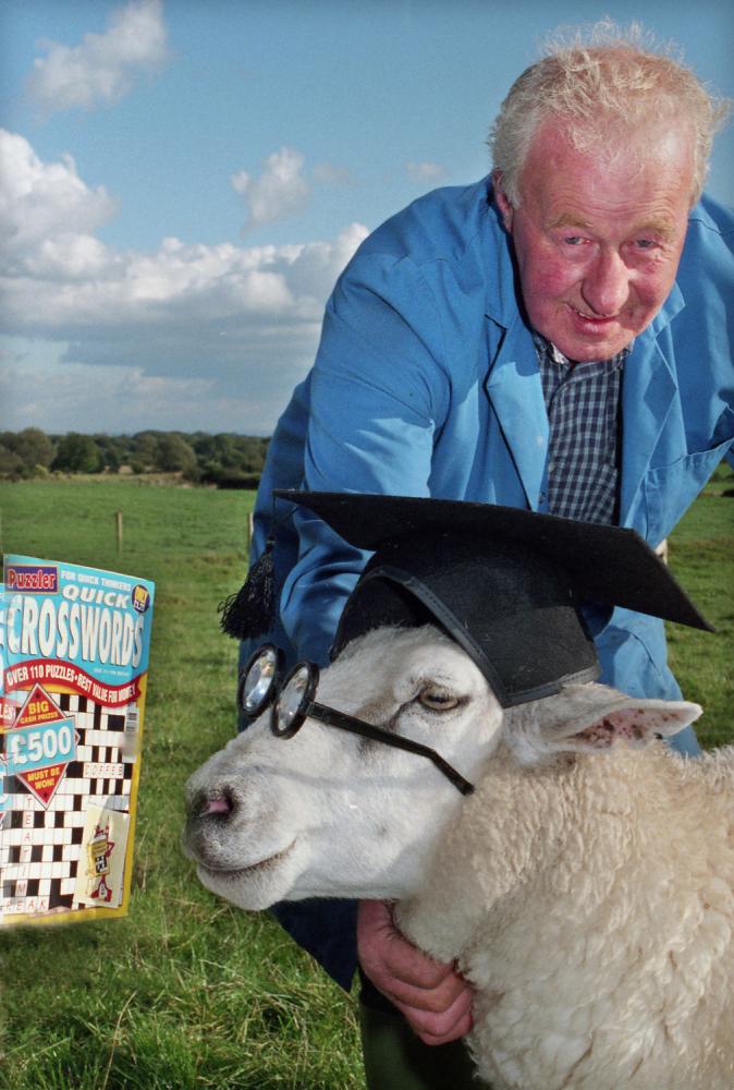 INTELLIGENT SHEEP INTELLIGENT SHEEP