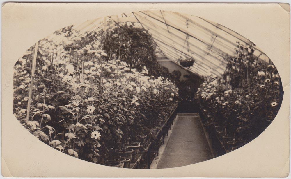 Inside Haigh Hall greenhouse