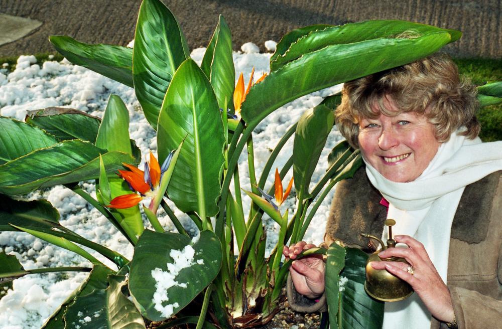 RARE BLOOM PLANT RARE BLOOM PLANT