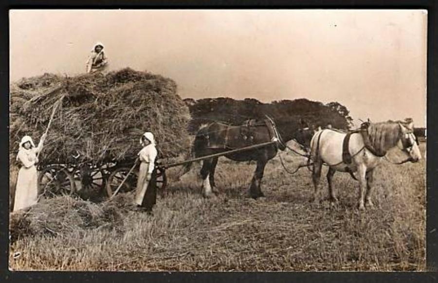 Haymaking at Orrell Haymaking at Orrell
