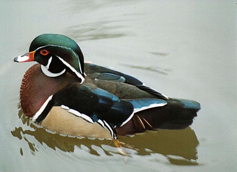 The Defiant Duck 2 The Defiant Duck 2