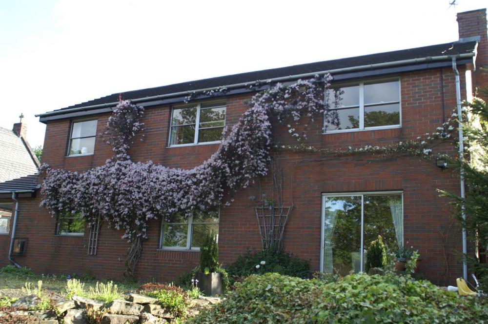 Wistful wisteria Wistful wisteria