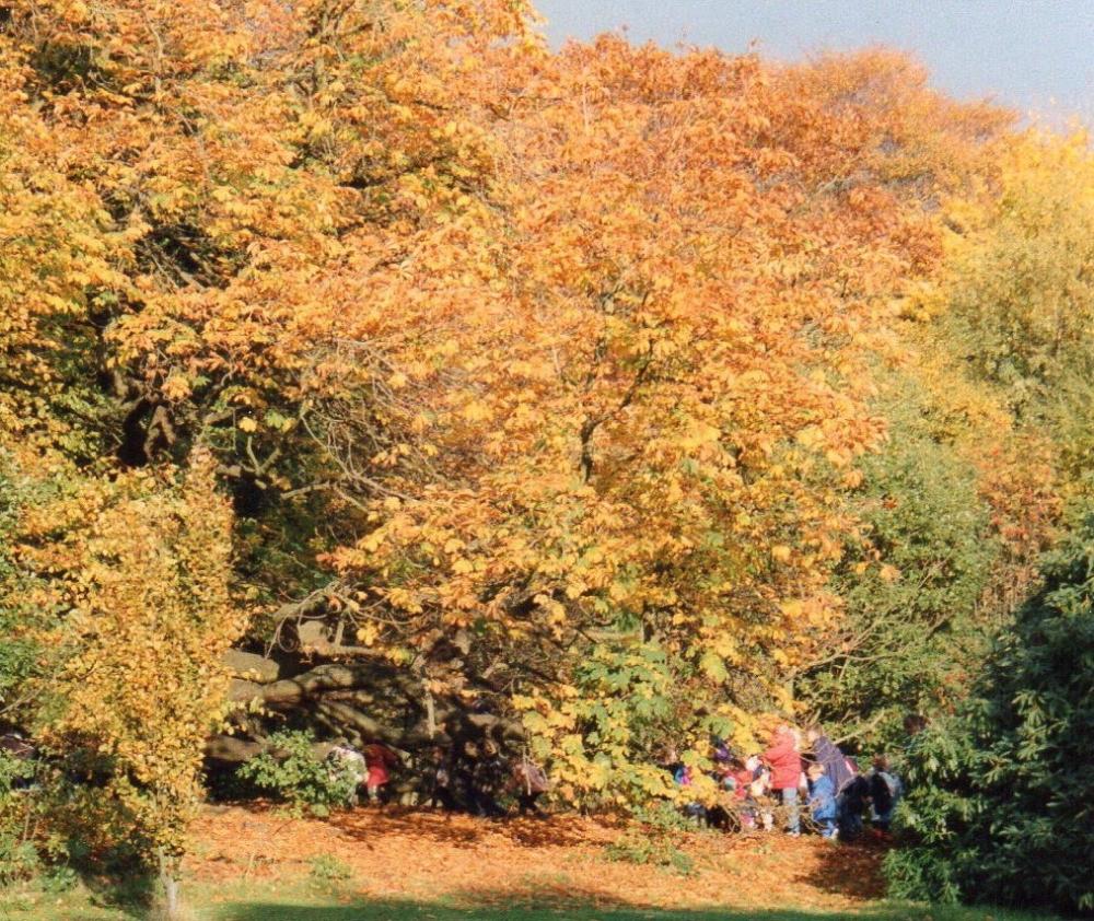Leaves-Haigh Hall-nov '95 Leaves-Haigh Hall-nov '95