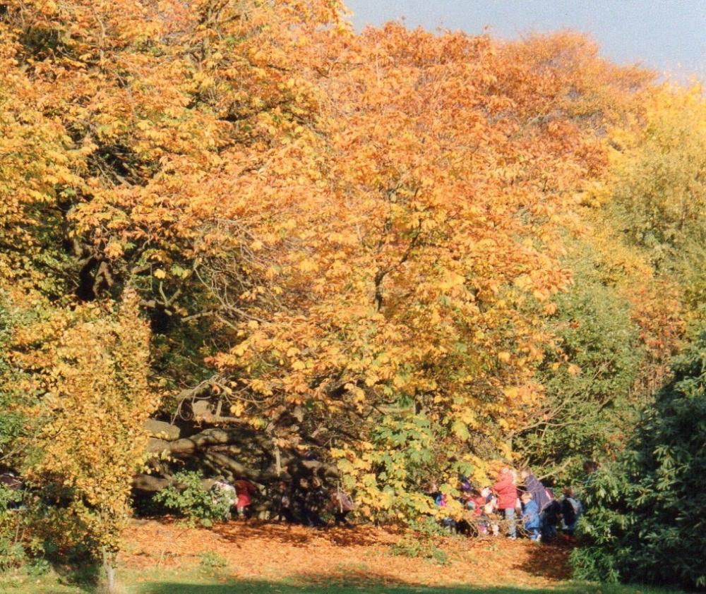 Leaves-Haigh Hall-nov '95