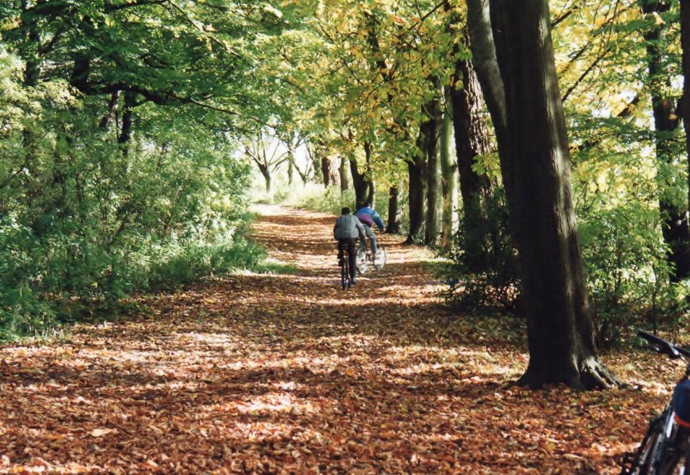 Plantations, Haigh Plantations, Haigh