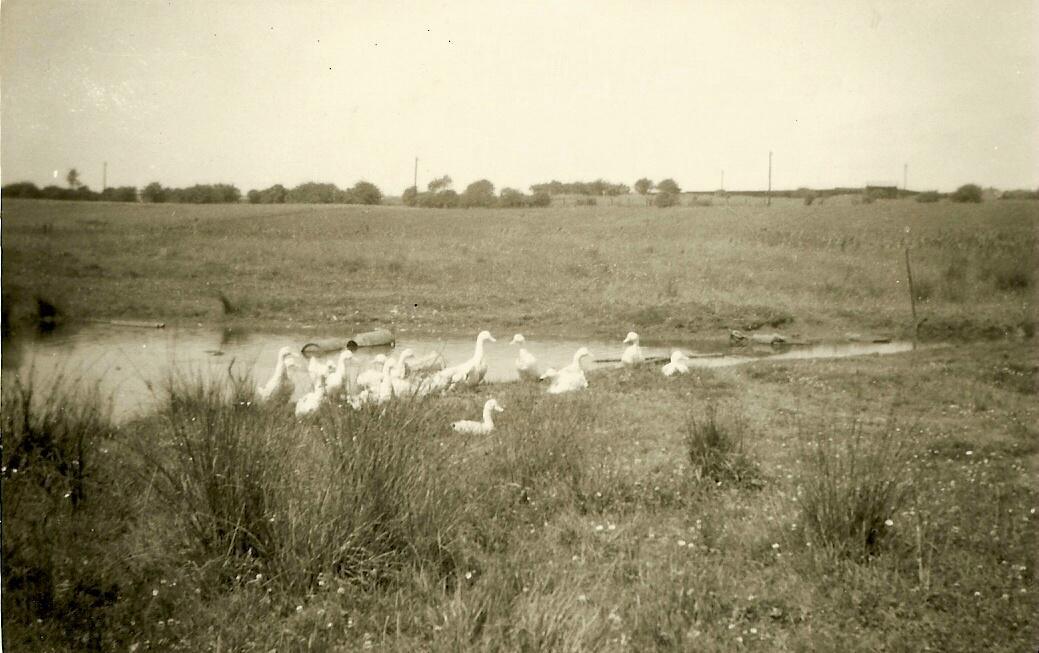 Duckpond at Stonehouse Farm, Marsh Green, 1964. Duckpond at Stonehouse Farm, Marsh Green, 1964.