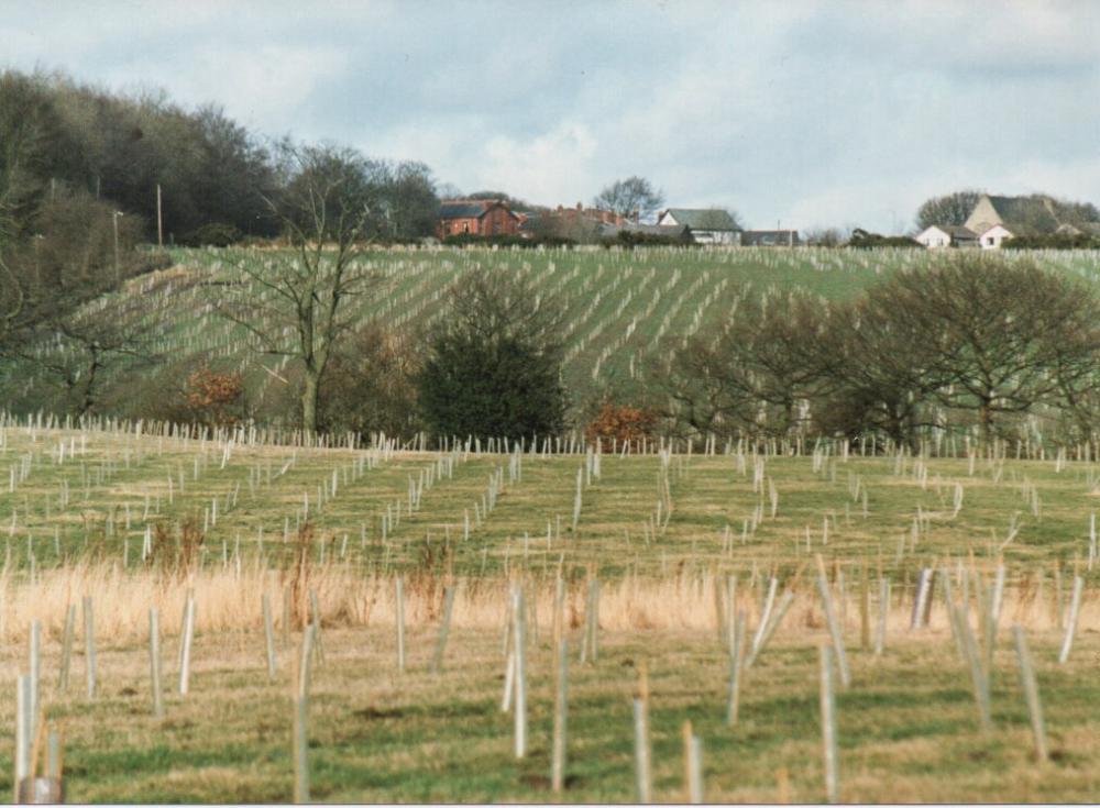 Crawford's Wood