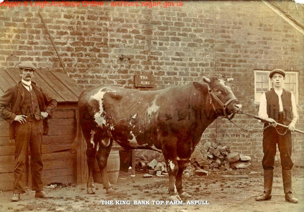 'THE KING.' Bank Top Farm 'THE KING.' Bank Top Farm