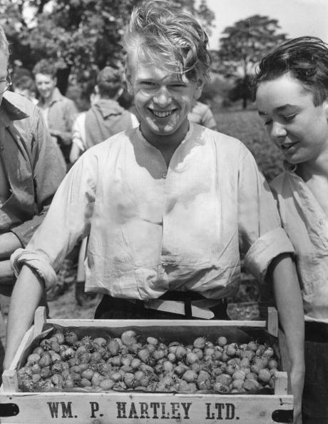 Picked Strawberries c1940