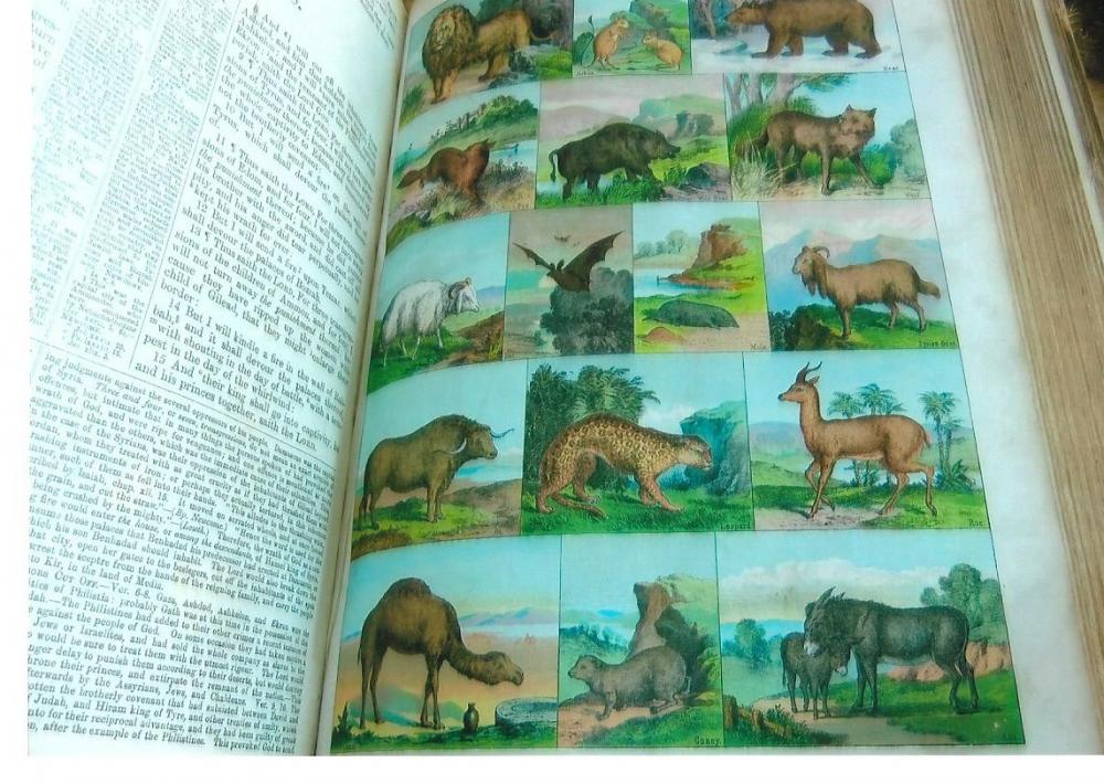 Bible Natural History Bible Natural History
