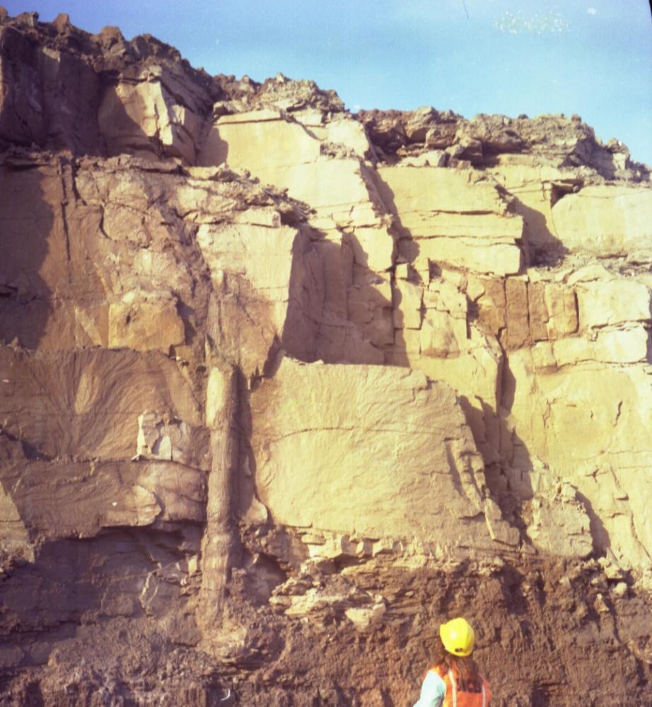 Fossilised Tree Aspull Fossilised Tree Aspull