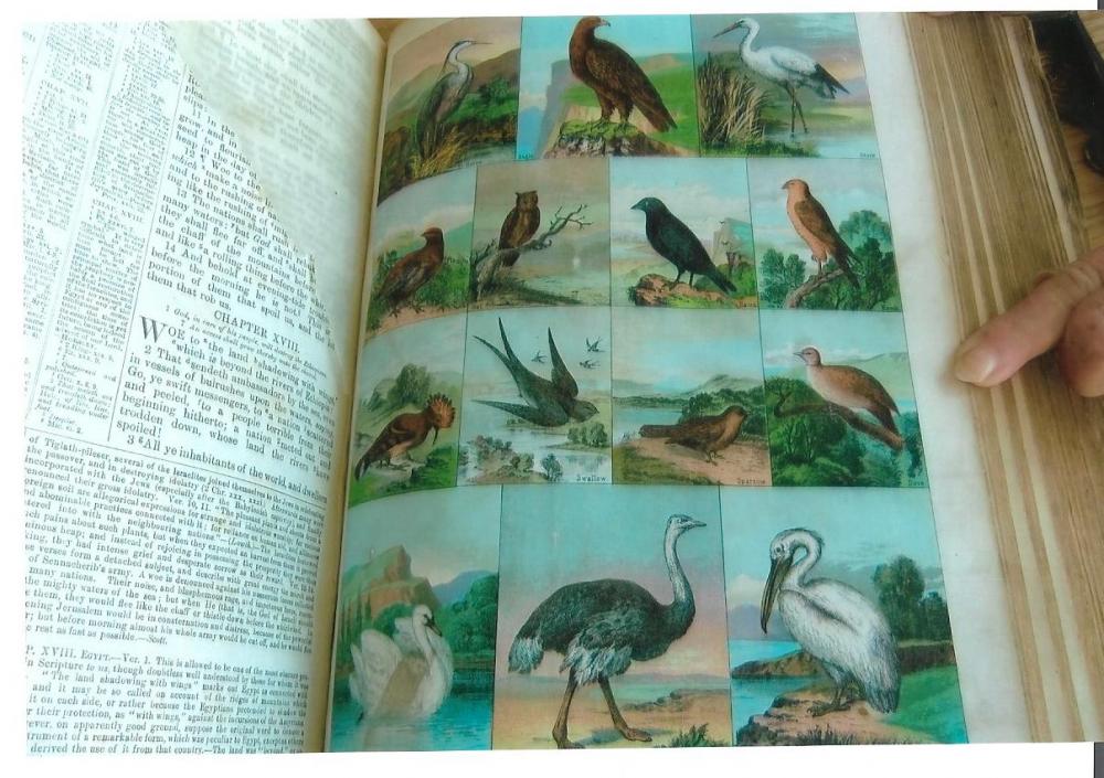 Bible Natural History Bible Natural History