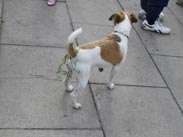 Dog with decorative tail