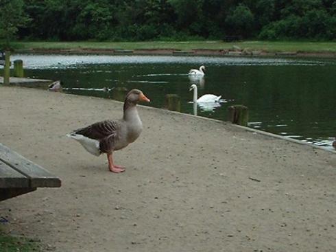 Three Sisters Pond