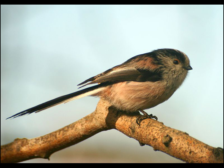 Long Tail Tit