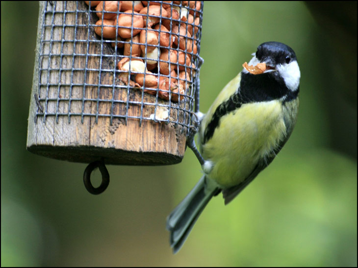 Blue Tit