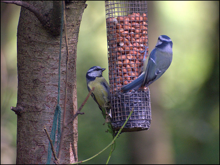 Blue tits