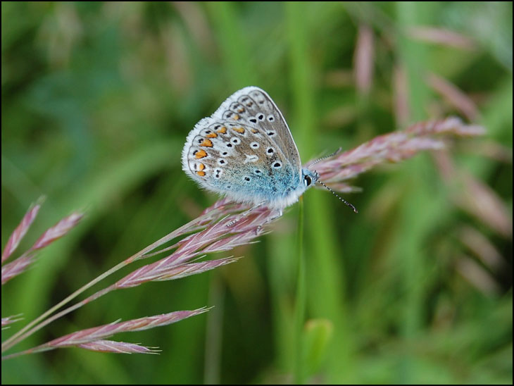 Common Blue