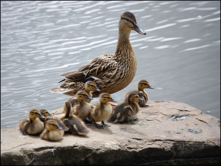 Duck Family