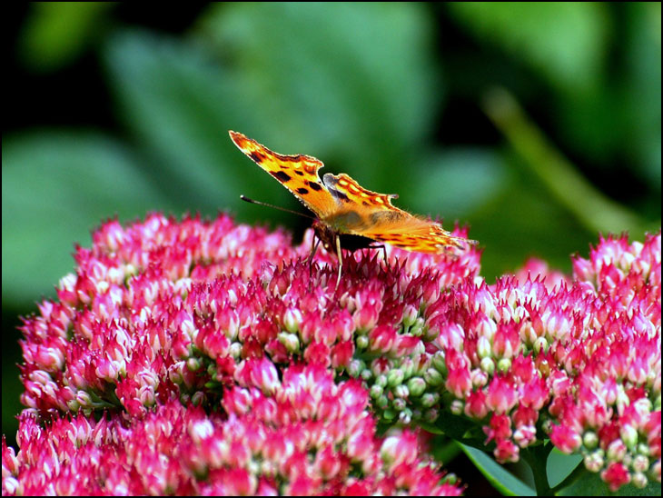 Fritillary