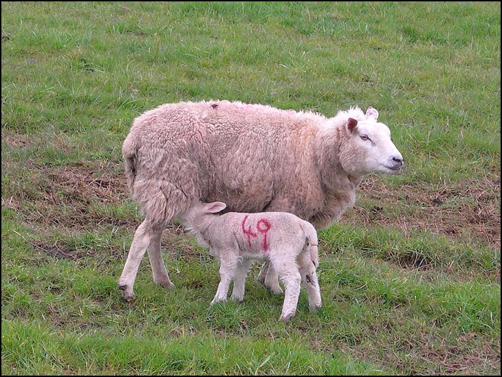 Spring Lamb