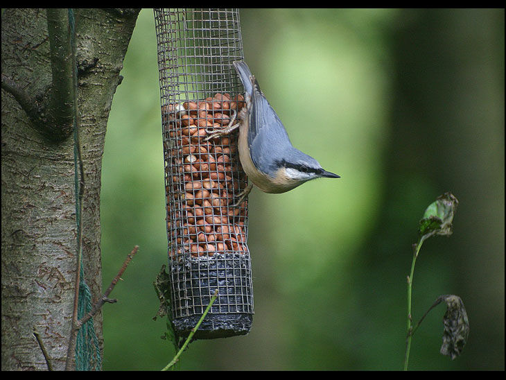 Nuthatch