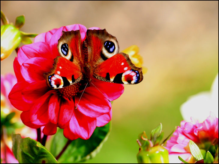 Peacock butterfly