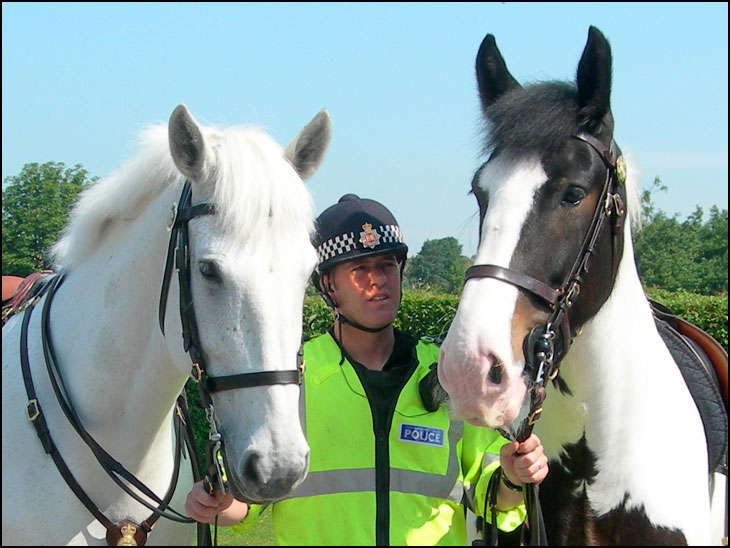 Police Horses