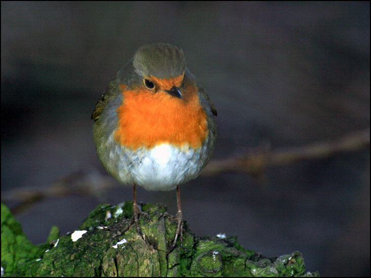 Robin