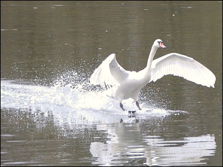 Swan Landing