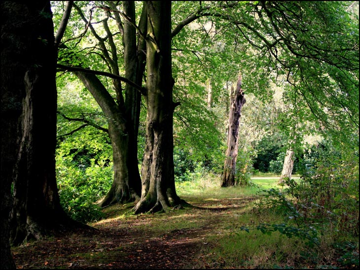 Woodland trail