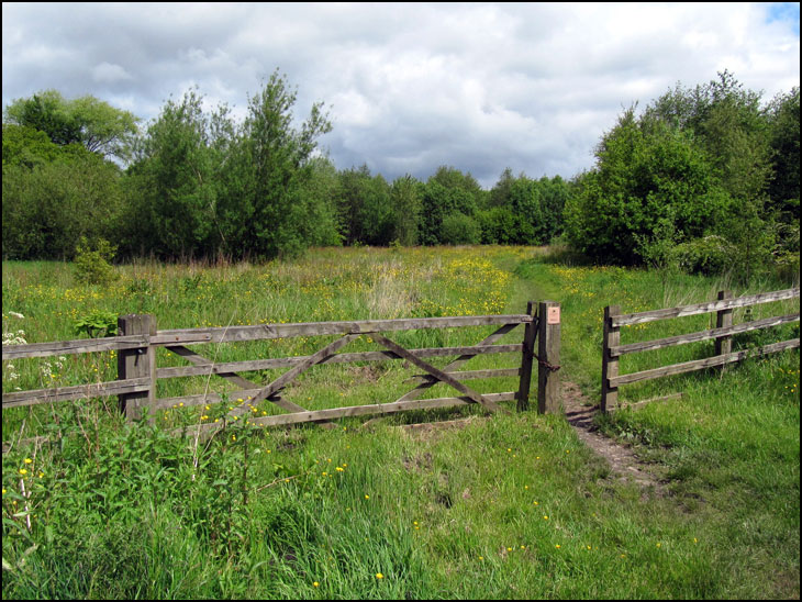 Crawford's Wood